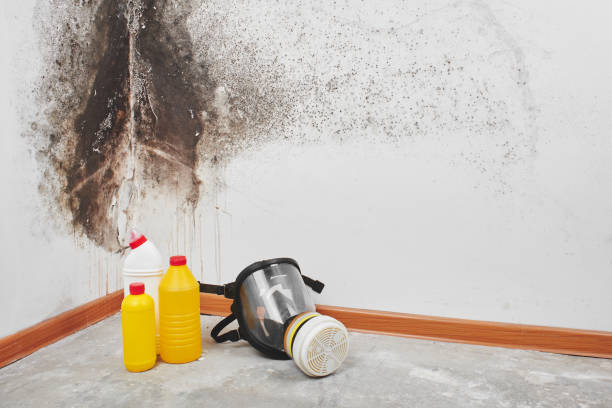 Best Mold Damage Repair  in Carroll, IA