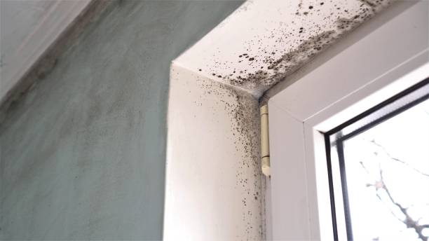 Best Black Mold Removal  in Carroll, IA