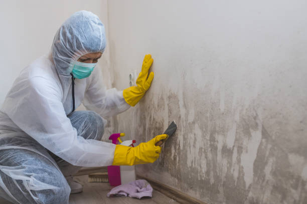 Best Attic Mold Removal  in Carroll, IA