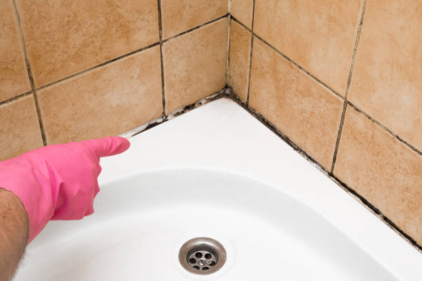 Best Same-Day Mold Removal  in Carroll, IA